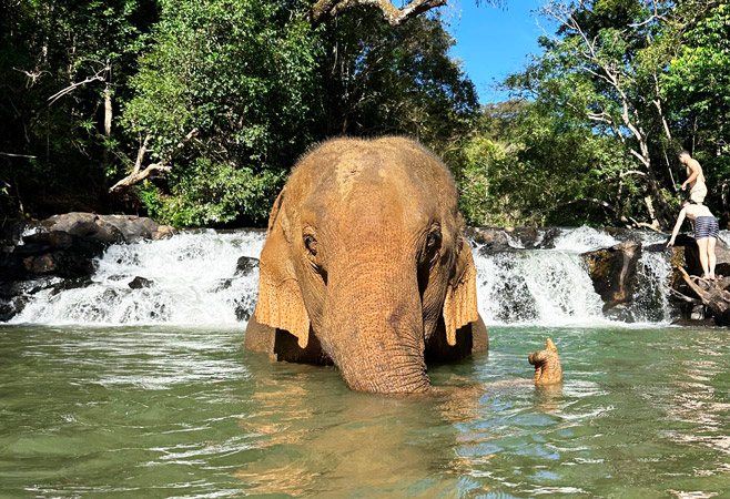 Ethical Elephant Encounters: Multiple Sanctuary Experiences