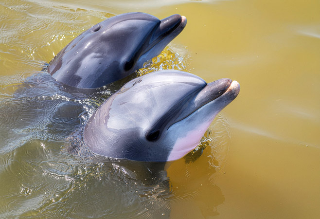 Irrawaddy Dolphin Watching: The Crown Jewel Experience