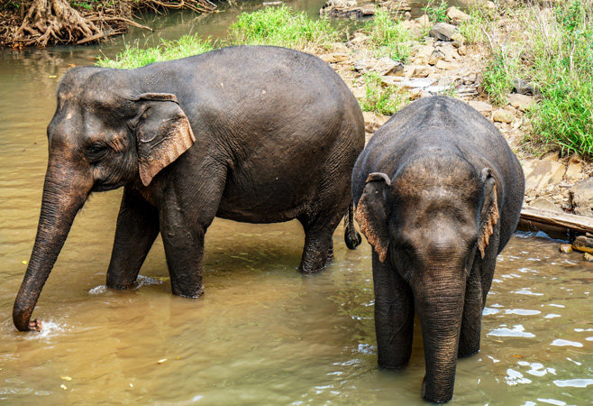 Rare Wildlife Encounters