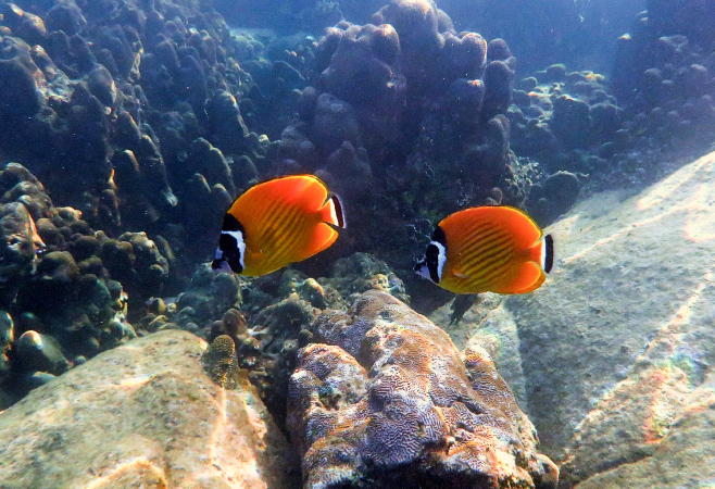 Enjoy Scuba Diving and Snorkeling Adventures