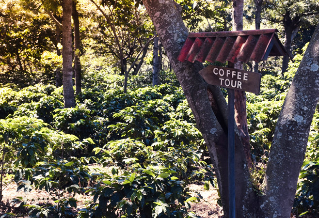 Coffee Plantation Tours and Agricultural Experiences