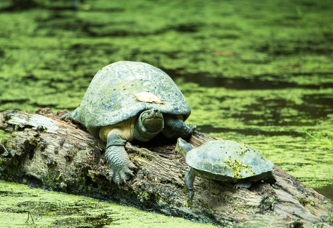 Mekong Turtle Conservation Center: Wildlife Protection in Action