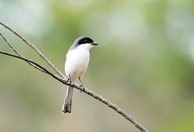 Observe Wildlife and Birds